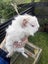 Guinea pigs Carousel 4