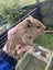Guinea pigs Carousel 5