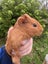 Guinea pigs Carousel 1