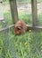 Guinea pigs Carousel 6