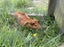 Guinea pigs Carousel 7