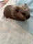Guinea pigs Carousel 4