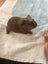 Guinea pigs Carousel 3