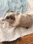 Guinea pigs Carousel 2