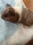 Guinea pigs Carousel 6