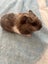 Guinea pigs Carousel 5