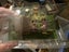 Vintage Brumm Italy 1/43 Diecast Carriage - No.11 Dog Cart (1830) Carousel 2