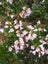 Escallonia Apple Blossom Carousel 1