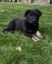 German Shepherd Pup Carousel 3