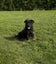 German Shepherd Pup Carousel 4