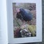 Takahe: Bird of Dreams by Alison Ballance. Hardback Dust Jacket 2023 Carousel 4