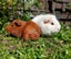 Guinea Pig Carousel 12