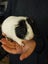 Guinea Pig Carousel 6