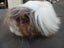 Guinea Pig Carousel 2
