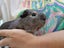 Guinea Pig Carousel 5