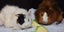 Baby Guinea Pigs Carousel 1