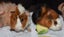 Baby Guinea Pigs Carousel 2