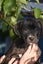 Shiloh (Ellie's Canine Rescue & Rehome) Carousel 5