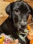 Shiloh (Ellie's Canine Rescue & Rehome) Carousel 3