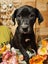 Shiloh (Ellie's Canine Rescue & Rehome) Carousel 4