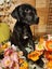 Shiloh (Ellie's Canine Rescue & Rehome) Carousel 1