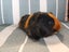 Guinea Pig Carousel 4