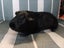 Guinea Pig Carousel 8