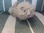 Guinea Pig Carousel 3