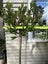 laurus nobilis bay tree standard 13L Carousel 3