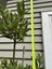 Multi-layered Laurus nobilis Standard - 18L Carousel 3