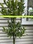 Multi-layered Laurus nobilis Standard - 18L Carousel 4
