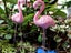 8Pcs Small Pink Flamingo Statue Landscape Decoration Set Yard Ornament Stakes Carousel 3