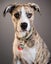 Odin is looking for a loving home Carousel 1
