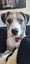 Odin is looking for a loving home Carousel 3