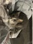 Jonah & Jinx – A Sweet Sibling Duo Looking for Their Person Carousel 12