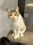 Jonah & Jinx – A Sweet Sibling Duo Looking for Their Person Carousel 9