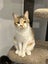 Jonah & Jinx – A Sweet Sibling Duo Looking for Their Person Carousel 10