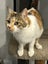 Jonah & Jinx – A Sweet Sibling Duo Looking for Their Person Carousel 11