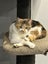 Jonah & Jinx – A Sweet Sibling Duo Looking for Their Person Carousel 8