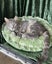 Jonah & Jinx – A Sweet Sibling Duo Looking for Their Person Carousel 7