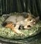 Jonah & Jinx – A Sweet Sibling Duo Looking for Their Person Carousel 6
