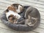 Jonah & Jinx – A Sweet Sibling Duo Looking for Their Person Carousel 5