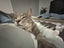 Jonah & Jinx – A Sweet Sibling Duo Looking for Their Person Carousel 2