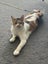 Jonah & Jinx – A Sweet Sibling Duo Looking for Their Person Carousel 4