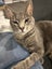 Jonah & Jinx – A Sweet Sibling Duo Looking for Their Person Carousel 18