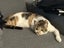 Jonah & Jinx – A Sweet Sibling Duo Looking for Their Person Carousel 16