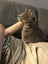 Jonah & Jinx – A Sweet Sibling Duo Looking for Their Person Carousel 14