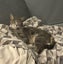 Jonah & Jinx – A Sweet Sibling Duo Looking for Their Person Carousel 13