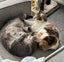 Jonah & Jinx – A Sweet Sibling Duo Looking for Their Person Carousel 1