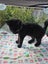 Rescue Kitten "Nova" - a little black panther Carousel 2
